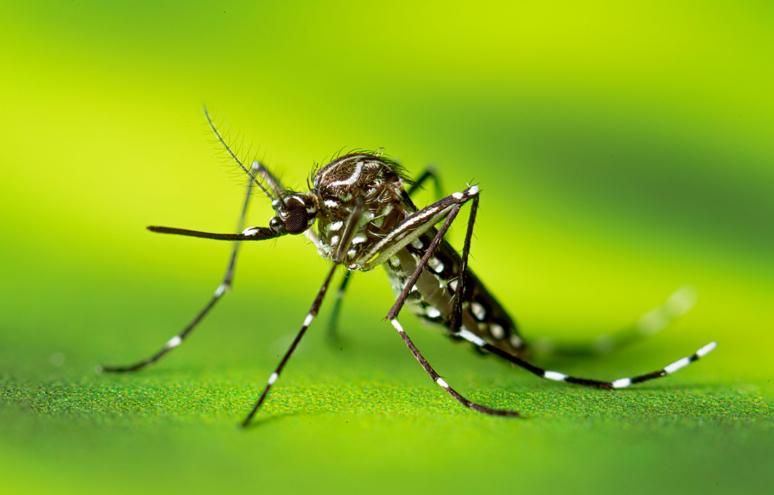 Chikungunya Outbreak in Mombasa Worries Health Officials and Residents