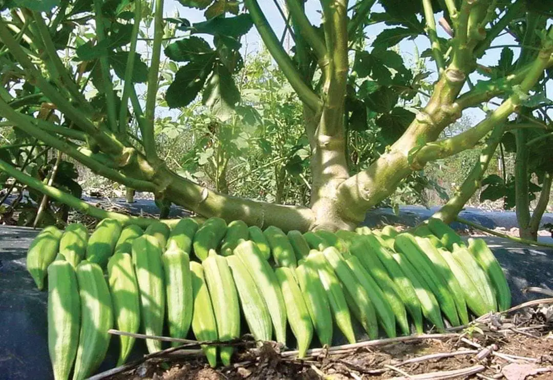 Your Step-by-Step Guide to Profitable Okra Farming In Kenya