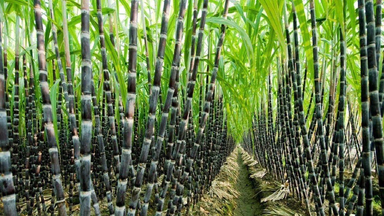Sugarcane Farming in Kenya