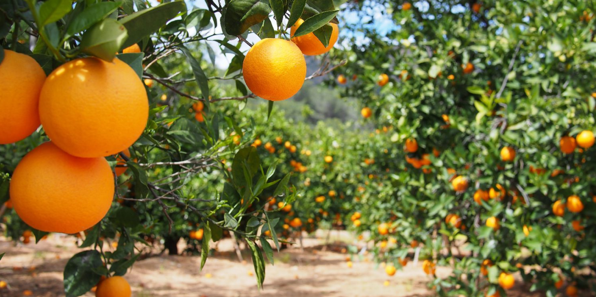 Most Profitable Fruits to grow in Kenya