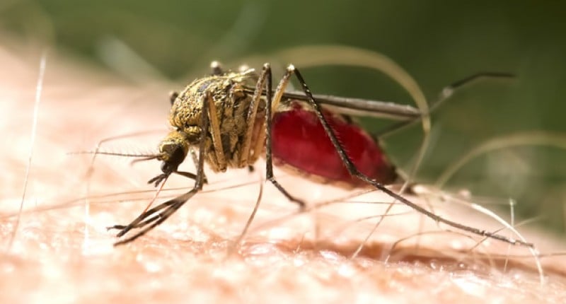 An image of US chikungunya vaccine suspension after reports of severe side effects