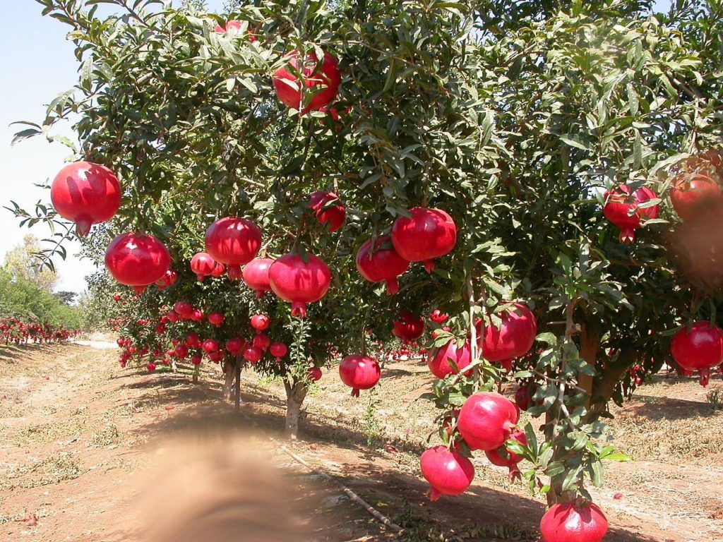 Pomegranate Farming In Kenya
