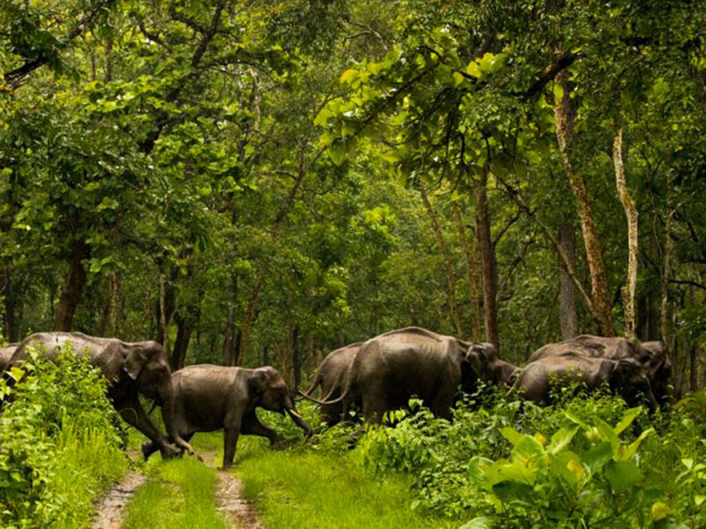 Guide to Shimba Hills National Reserve Entrance Fees