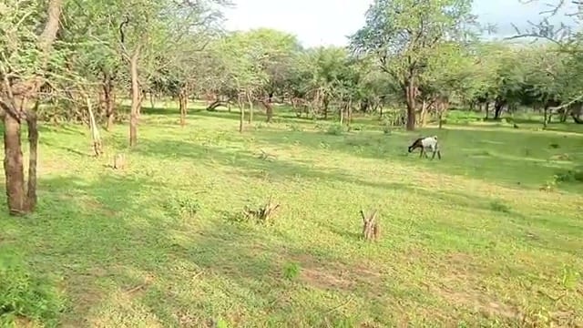 Viral North Pokot Land Sale Exposes Kenya's Security and Investment Divide