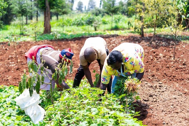 Farmers increasingly turn to friends and relatives for loans as bank borrowing appetite falls