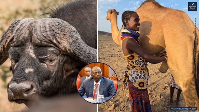 Ruto Turns to Camels and Buffaloes as Kenya’s Milk Shortage Sends Prices Soaring
