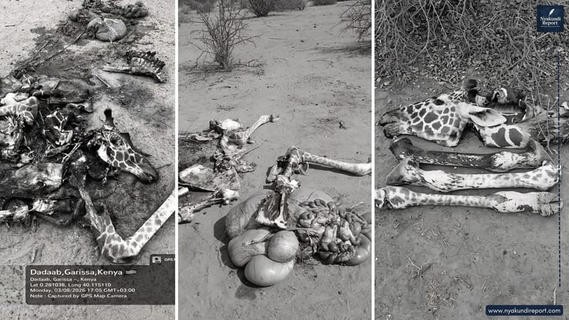 The conservation lobby warns that without decisive intervention, Kenya risks losing one of the world's most important Somali giraffe populations to organised wildlife crime.