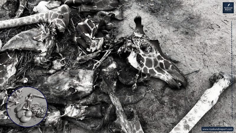 The reported killings underscore the growing sophistication of wildlife crime, intensifying pressure on authorities to dismantle poaching networks before irreversible biodiversity losses occur.