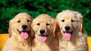 DOGS