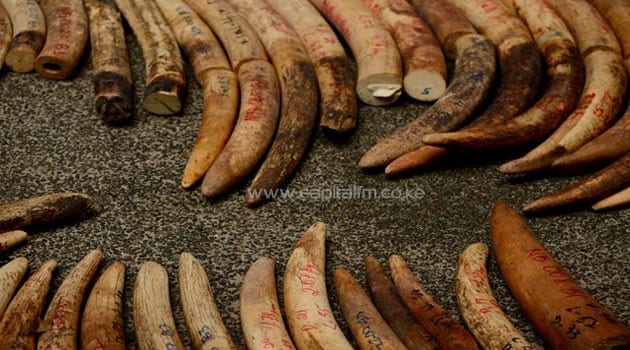 IVORY-PILE