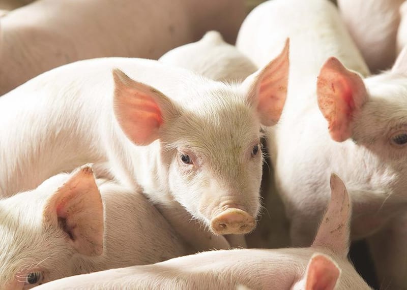 Key Guidelines for Pig Farming In Kenya