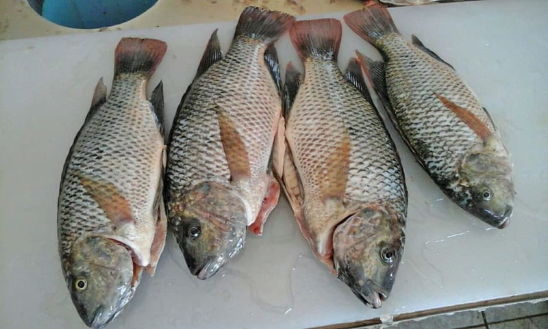 BOTSWANAS-LEADING-COMMERCIAL-FISH-PRODUCER-FORGES-AHEAD