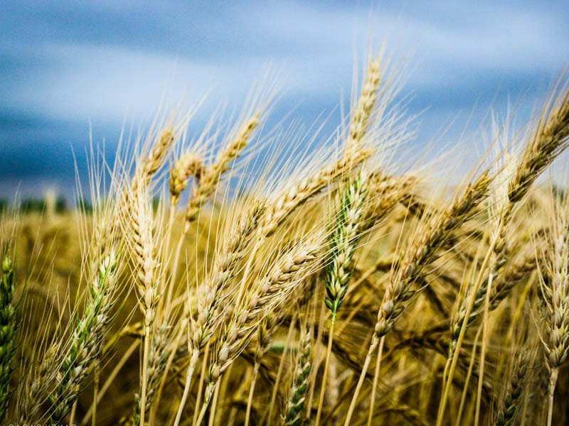 Why-We-Eat-Wheat