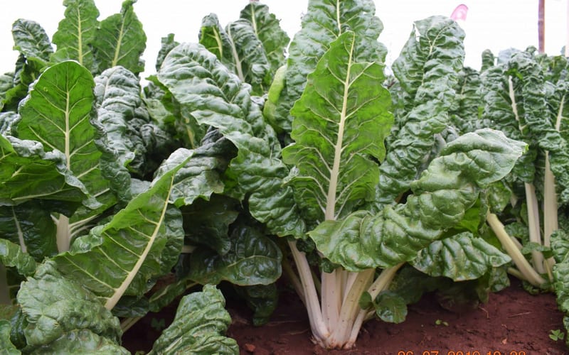 Spinach