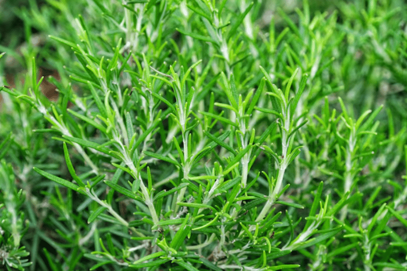 Rosemary plant