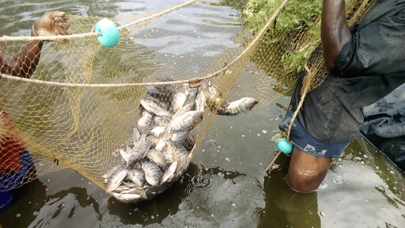 Fish-Farming