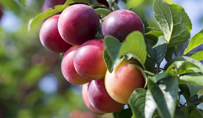 Plums-on-the-tree-Smaller-1024x597