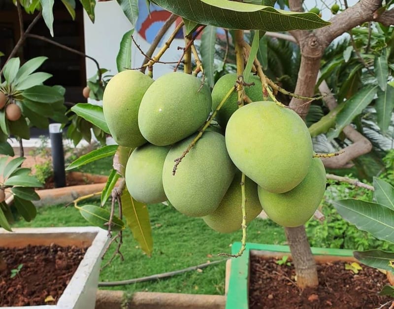 How-to-grow-mango-from-seed-1024x803