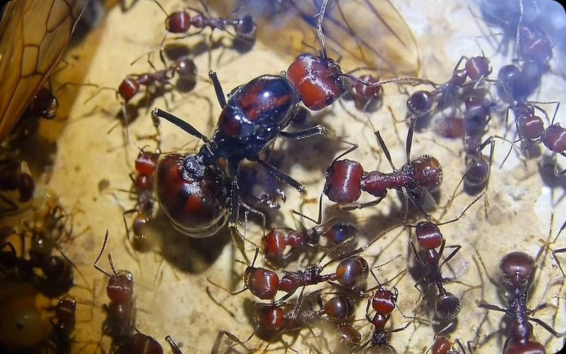 Poachers Targeting Ants as Demand for Exotic Pets Soars
