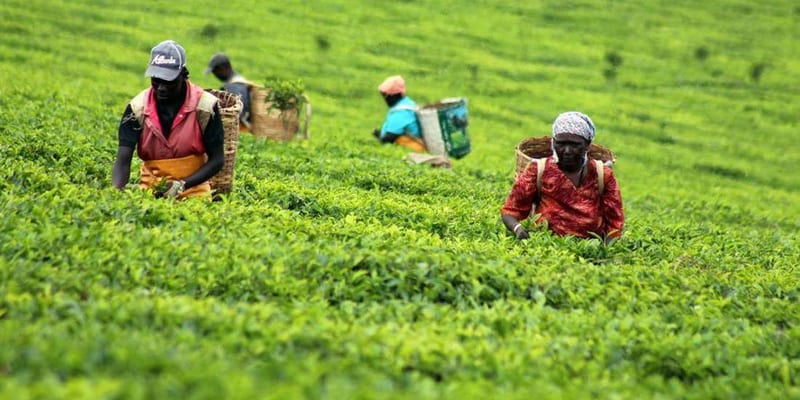 Corrupt KTDA makes first move against tea reforms