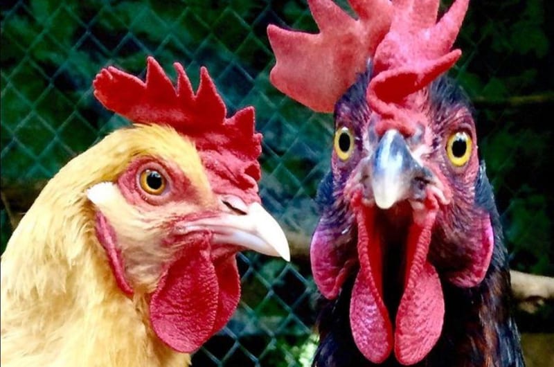 Chicken