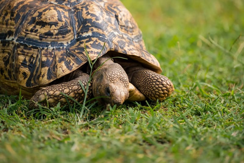 Haller_Park_Reptile_Park_Big_Tortoise