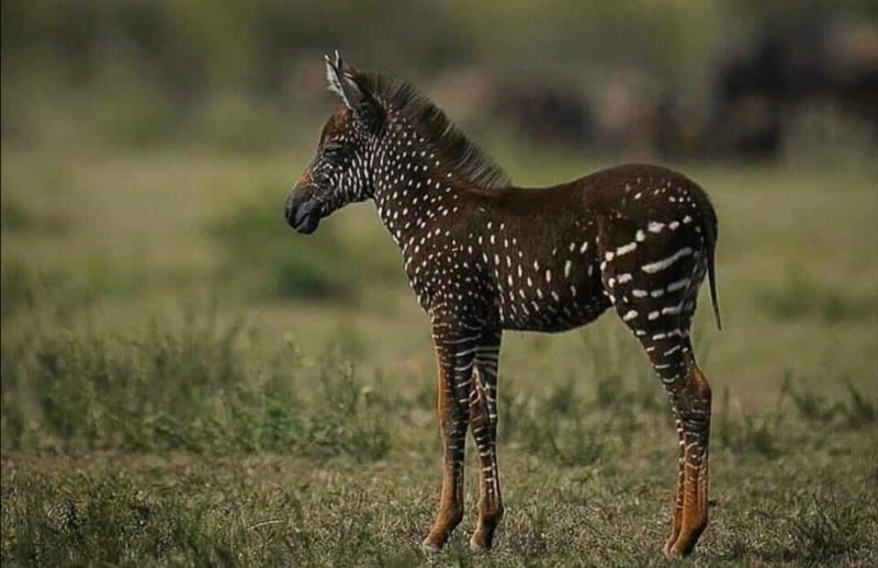 It Appears That KWS Has Sold The Rare Zebra