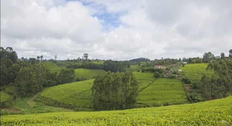 HOW KTDA HAS BEEN STEALING FROM TEA FARMERS
