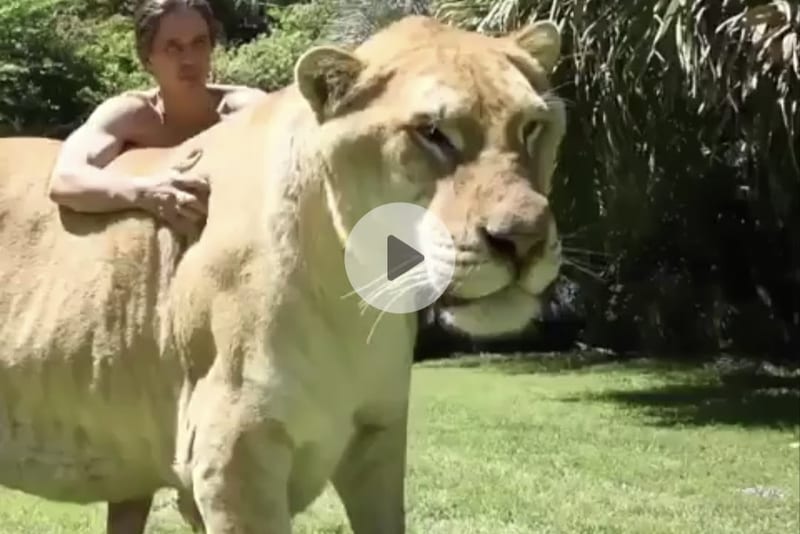 Watch: Incredible video of a hybrid offshoot of a lion and a tigress goes viral on social media