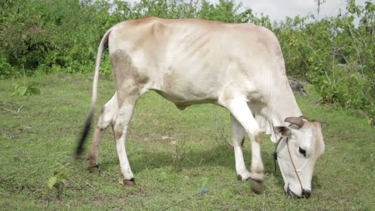 Audit reveals Kisumu County bought a cow for Ksh. 3.7 million