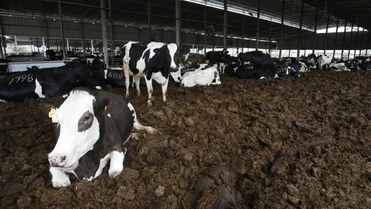 Why use of animal manure in farms could soon be criminalized by the government