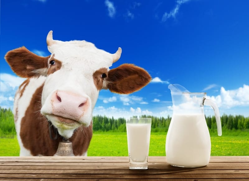 Cow milk