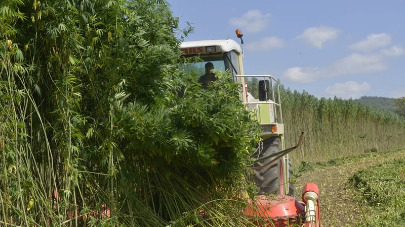 American Company Unveils Plans To Grow Marijuana In Kenya Amid Calls For Its Legalization