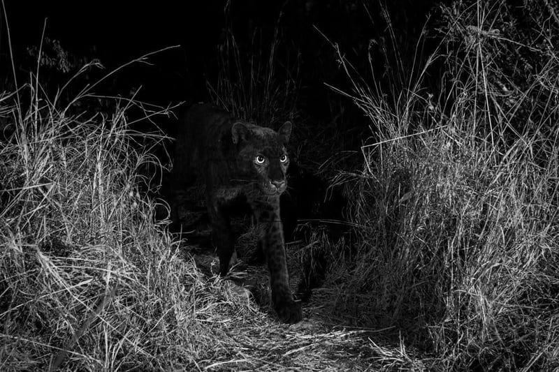 Photos & Video — Extremely Rare Black Panther Spotted In Central Kenya