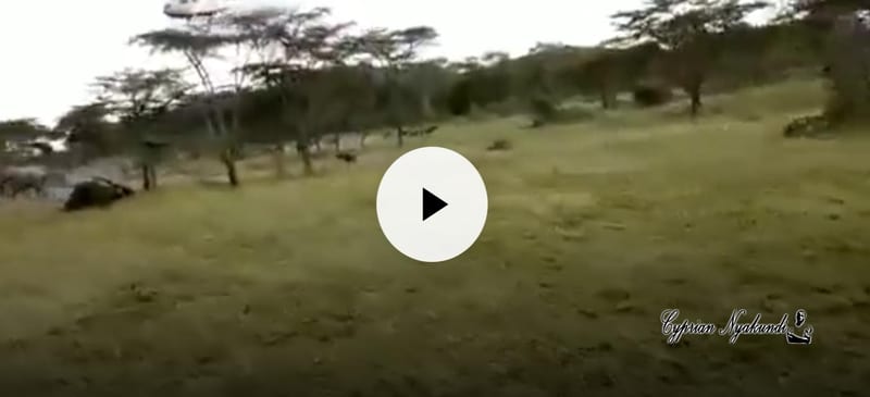 VIDEO — EXPOSED; How Pretentious Conservationists Steal Baby Elephants From Kenyan Parks In The Name Of Rescuing Wildlife