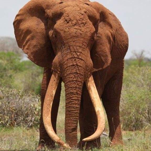 elephant