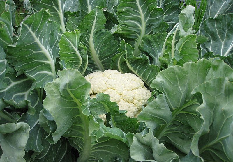 1735581181Cauliflower-farming-in-kenya