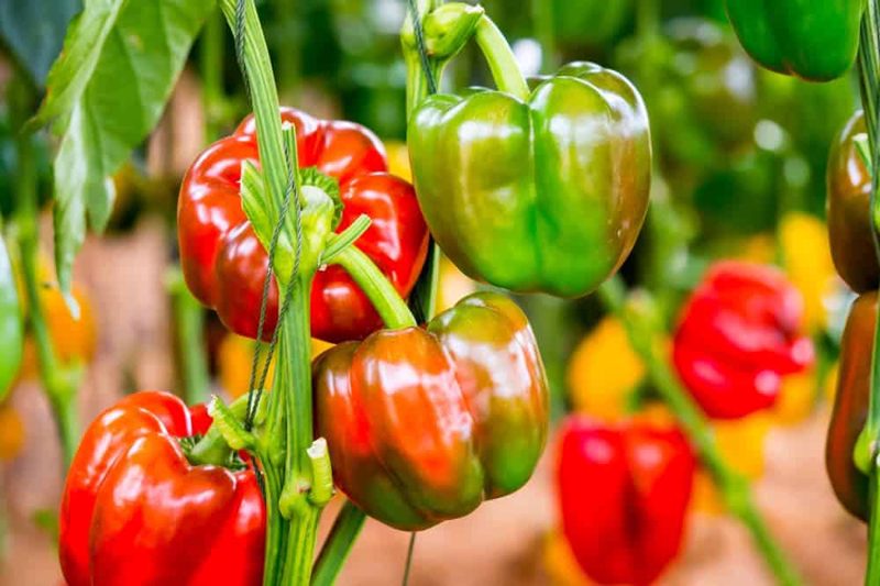 capsicum