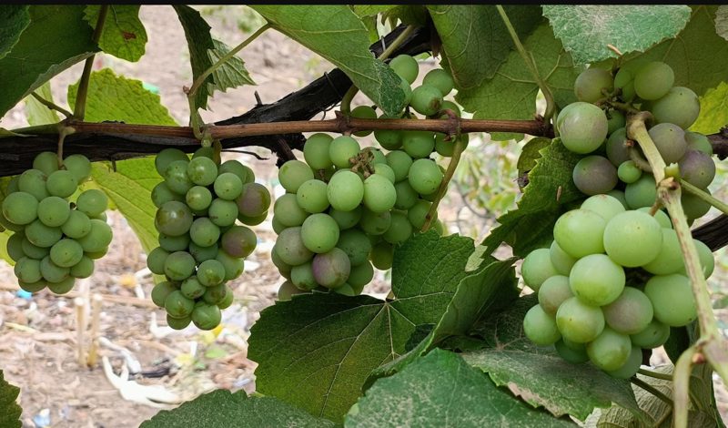 grapes