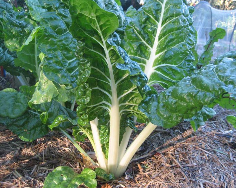 Profitable Spinach Farming In Kenya Made Simple