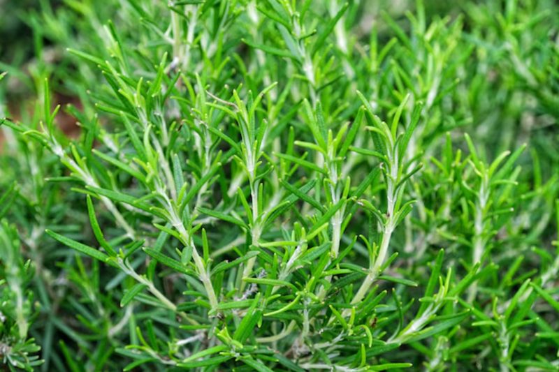 Rosemary plant
