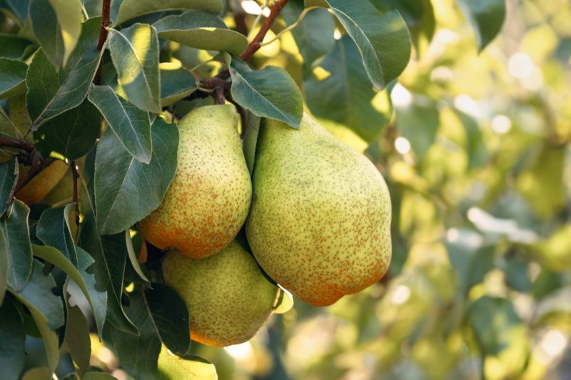 buy-pear-trees-from-ty-ty-plant-nursery-llc