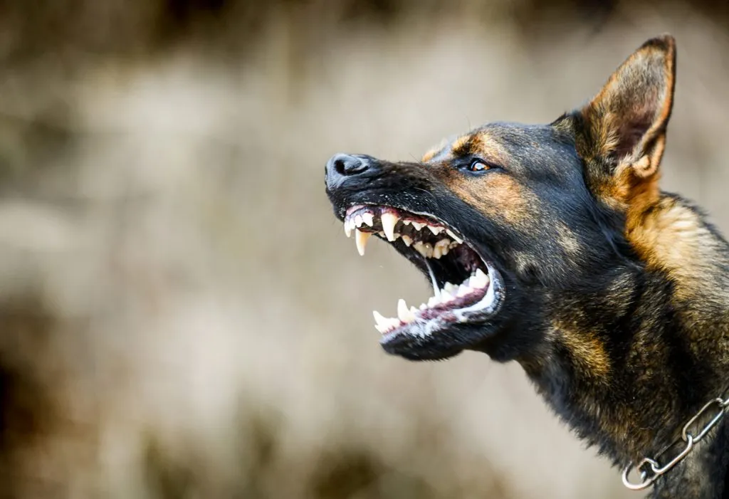 A German Shephered Dog