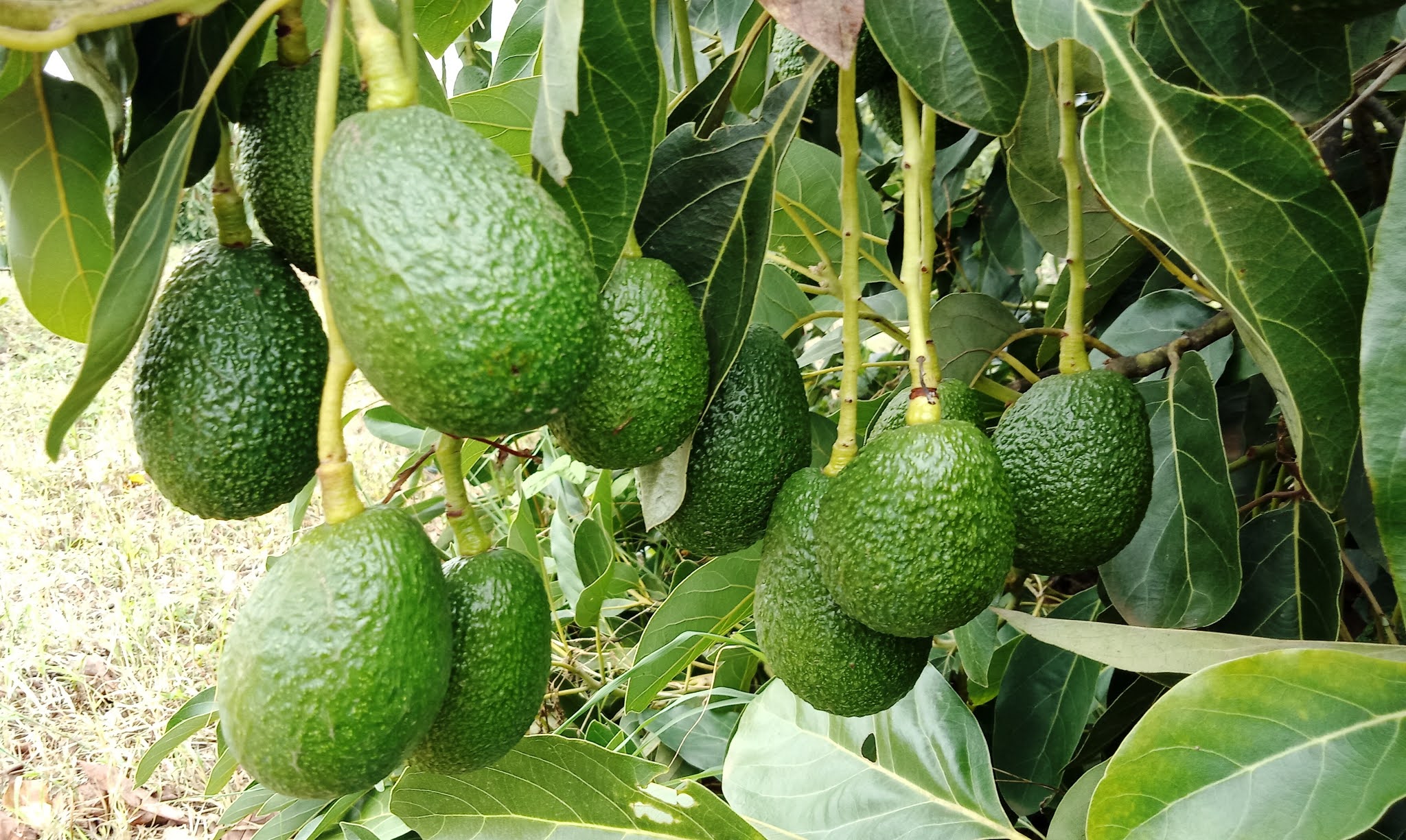 Avocado Farming In Kenya Farming In Kenya – A Profitable Agribusiness