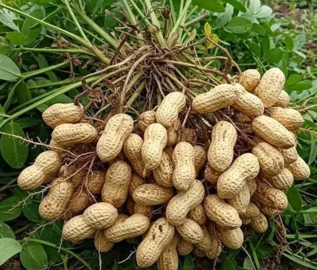 Profitable Groundnuts Farming In Kenya for Beginners and Small-Scale Growers