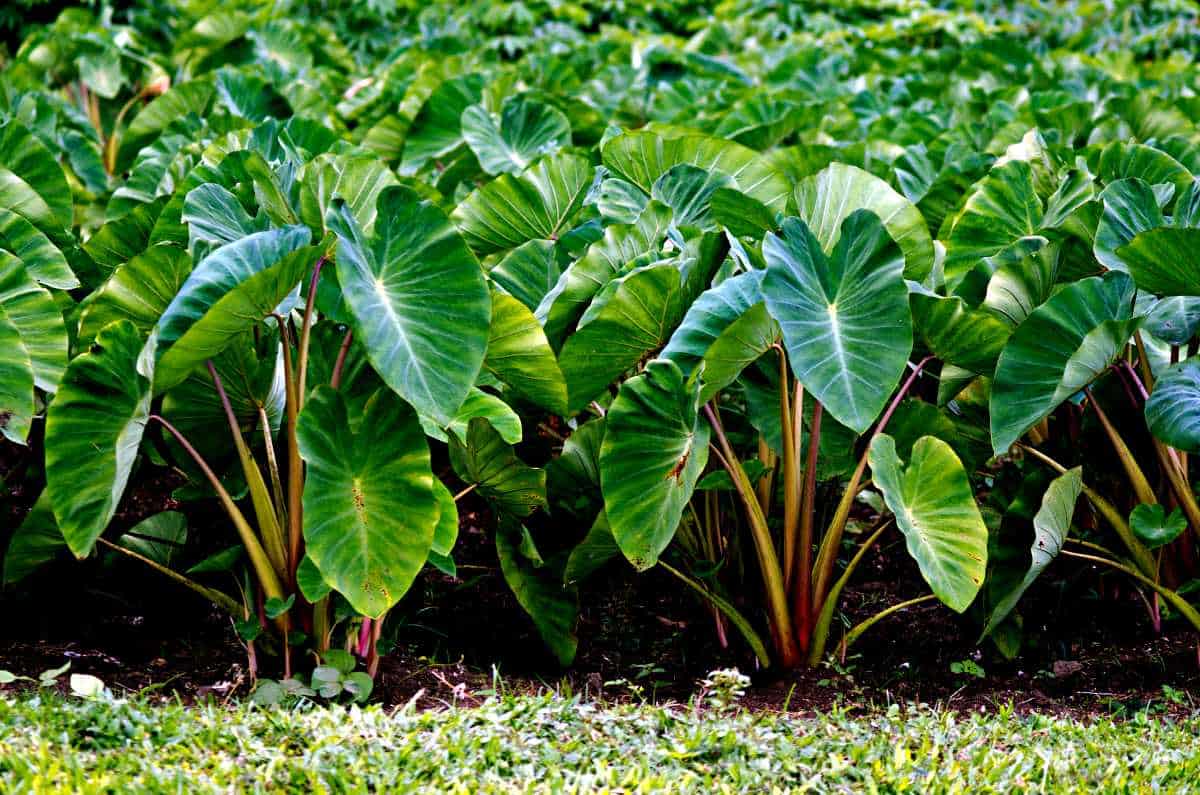 Arrowroots Farming in Kenya: A Simple Guide to a Nutritious and Profitable Crop