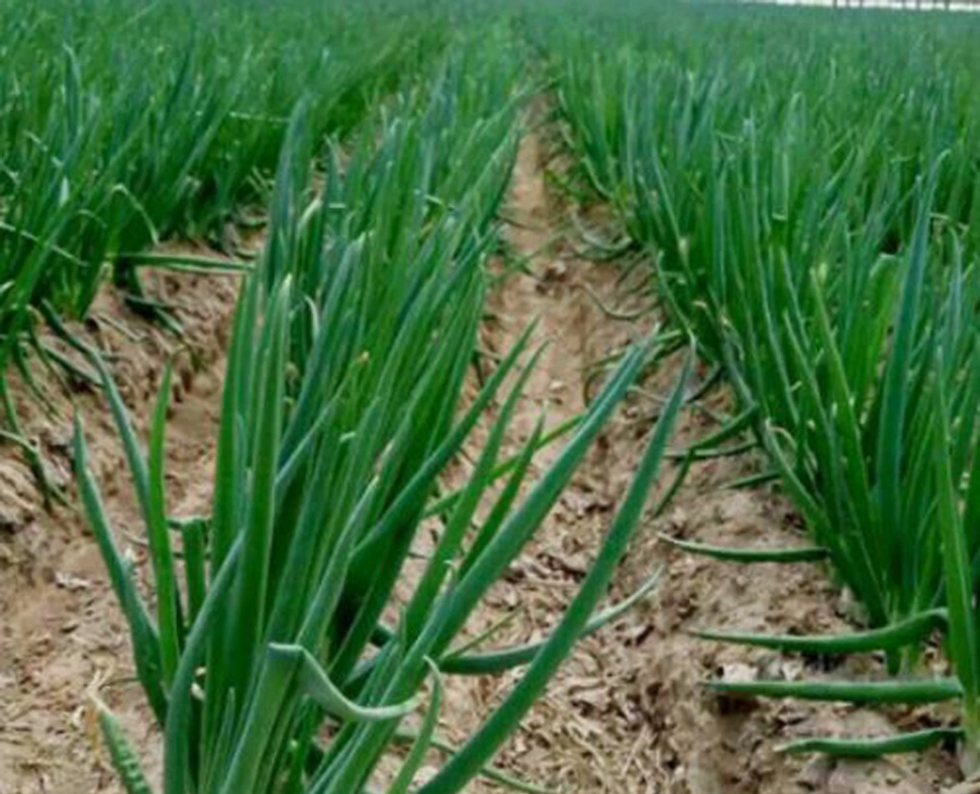 Spring Onion Farming in Kenya: A Quick Way to Profit from Your Farm