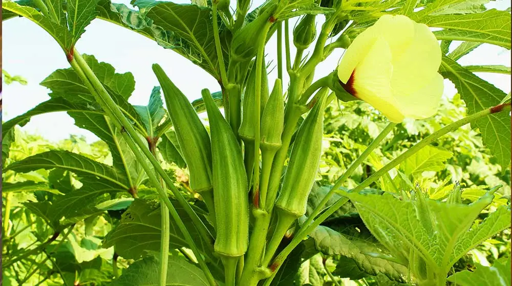 Your Step-by-Step Guide to Profitable Okra Farming In Kenya