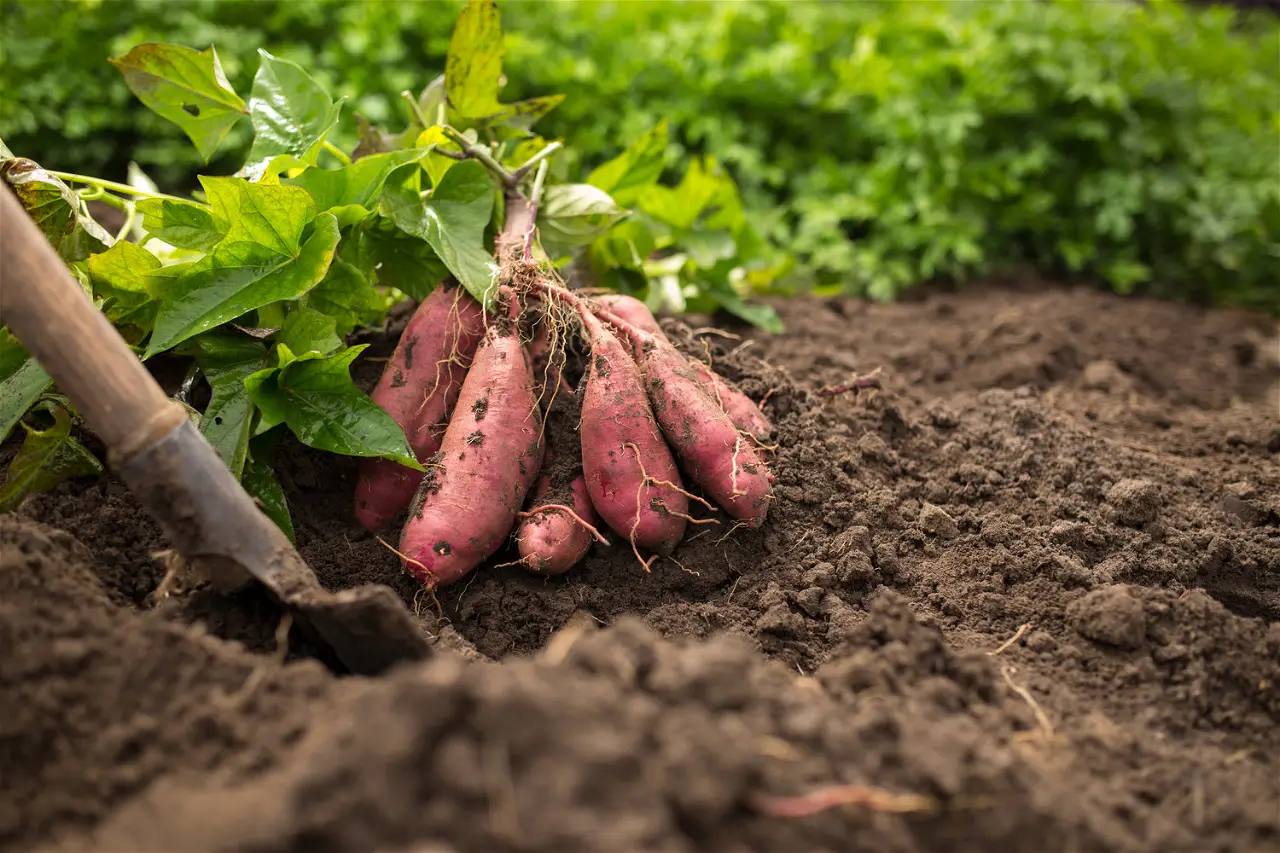 Sweet Potato Farming In Kenya – A Profitable Agribusiness Opportunity