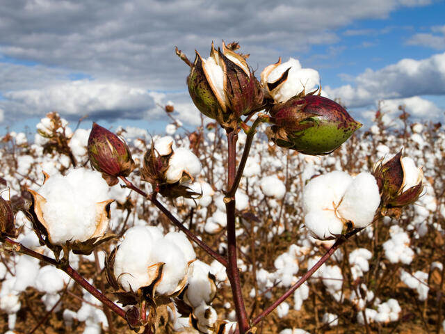 Cotton Farming in Kenya